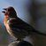 House Finch
